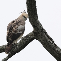 Wojownik indyjski - Changeable Hawk Eagle