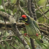 Pstrogłów żółtogardły - Coppersmith Barbet