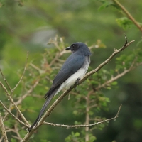 Dziwogon białobrzuchy - White-bellied Drongo