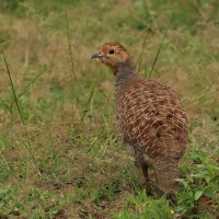 Frankolin indyjski - Grey Francolin