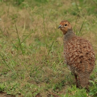 Frankolin indyjski - Grey Francolin