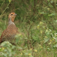 Frankolin indyjski - Grey Francolin