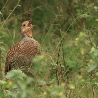 Frankolin indyjski - Grey Francolin