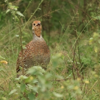 Frankolin indyjski - Grey Francolin