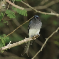 Dziwogon białobrzuchy - White-bellied Drongo