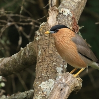 Szpak bramiński - Brahminy Starling