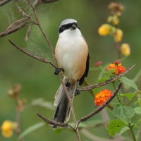 Dzierzba zmienna - Long-tailed Shrike