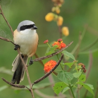 Dzierzba zmienna - Long-tailed Shrike