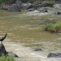 Paw indyjski - Indian Peafowl
