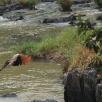 Paw indyjski - Indian Peafowl