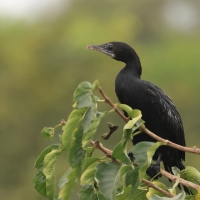 Kormoran skromny - Little Cormorant