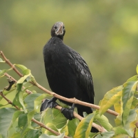 Kormoran skromny - Little Cormorant