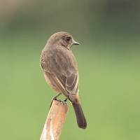 Kląskawka czarna - Pied Bush Chat