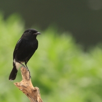 Kląskawka czarna - Pied Bush Chat