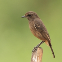 Kląskawka czarna - Pied Bush Chat