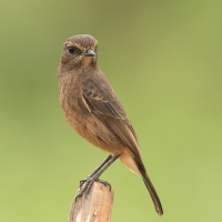 Kląskawka czarna - Pied Bush Chat