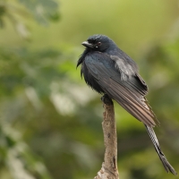 Dziwogon czarny - Black Drongo