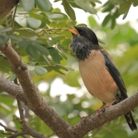 Pasterz - Rosy Starling