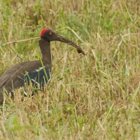 Ibis czarny - Red-naped Ibis