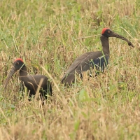 Ibis czarny - Red-naped Ibis