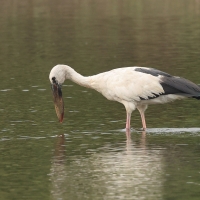 Kleszczak azjatycki - Asian Openbill