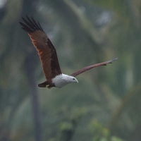 Kania bramińska- Brahminy Kite