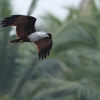 Kania bramińska- Brahminy Kite