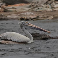 Pelikan indyjski - Spot-billed Pelican