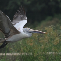 Pelikan indyjski - Spot-billed Pelican