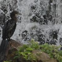Kormoran skromny - Little Cormorant