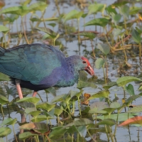 Modrzyk siwogłowy - Grey-headed Swamphen