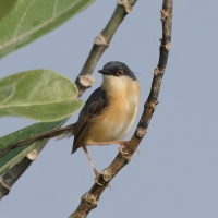 Prinia indyjska - Ashy Prinia