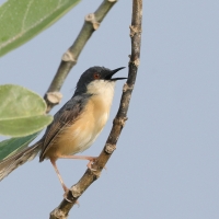 Prinia indyjska - Ashy Prinia