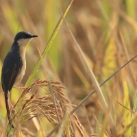Prinia indyjska - Ashy Prinia