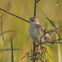 Prinia indyjska - Ashy Prinia