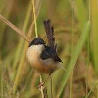 Prinia indyjska - Ashy Prinia