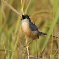 Prinia indyjska - Ashy Prinia