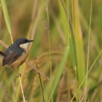 Prinia indyjska - Ashy Prinia