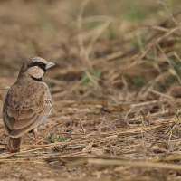 Pustynka szarawa - Ashy-crowned Sparrow Lark