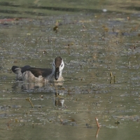Kaczuszka azjatycka - Cotton Pygmy-goose