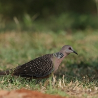 Synogarlica perłoszyja - Spotted Dove