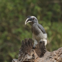 Dzioborożec indyjski - Indian Grey-Hornbill