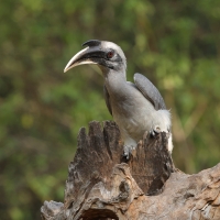 Dzioborożec indyjski - Indian Grey-Hornbill