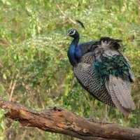 Paw indyjski - Indian Peafowl