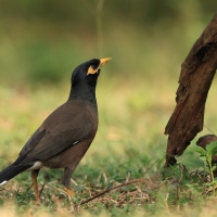 Majna brunatna - Common Myna