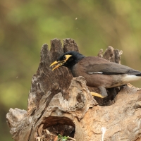 Majna brunatna - Common Myna