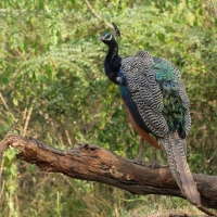 Paw indyjski - Indian Peafowl