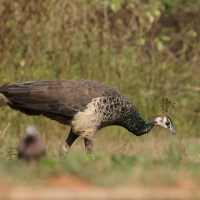 Paw indyjski - Indian Peafowl