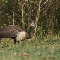 Paw indyjski - Indian Peafowl