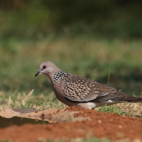 Synogarlica perłoszyja - Spotted Dove